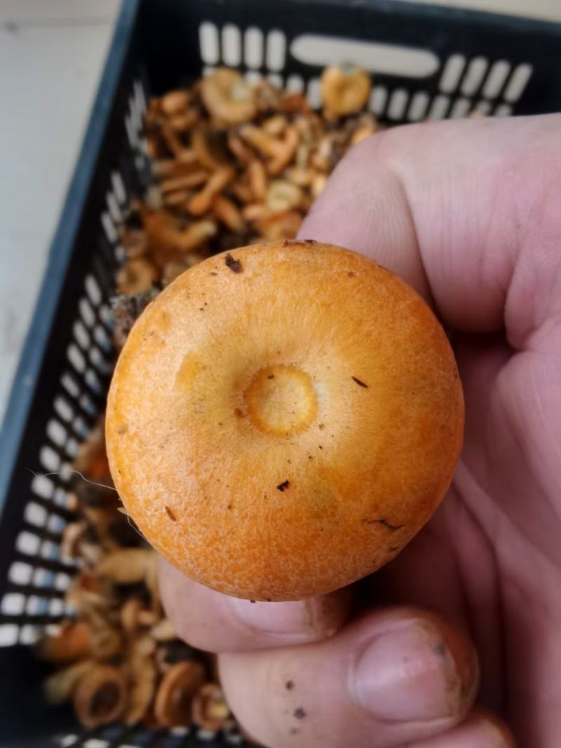 季节野生鲜甜美味餐桌煲汤必备一件