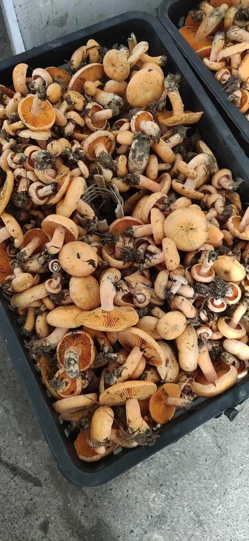 季节野生枞树黄菌枞树菇鲜甜美味餐桌煲汤必备一件