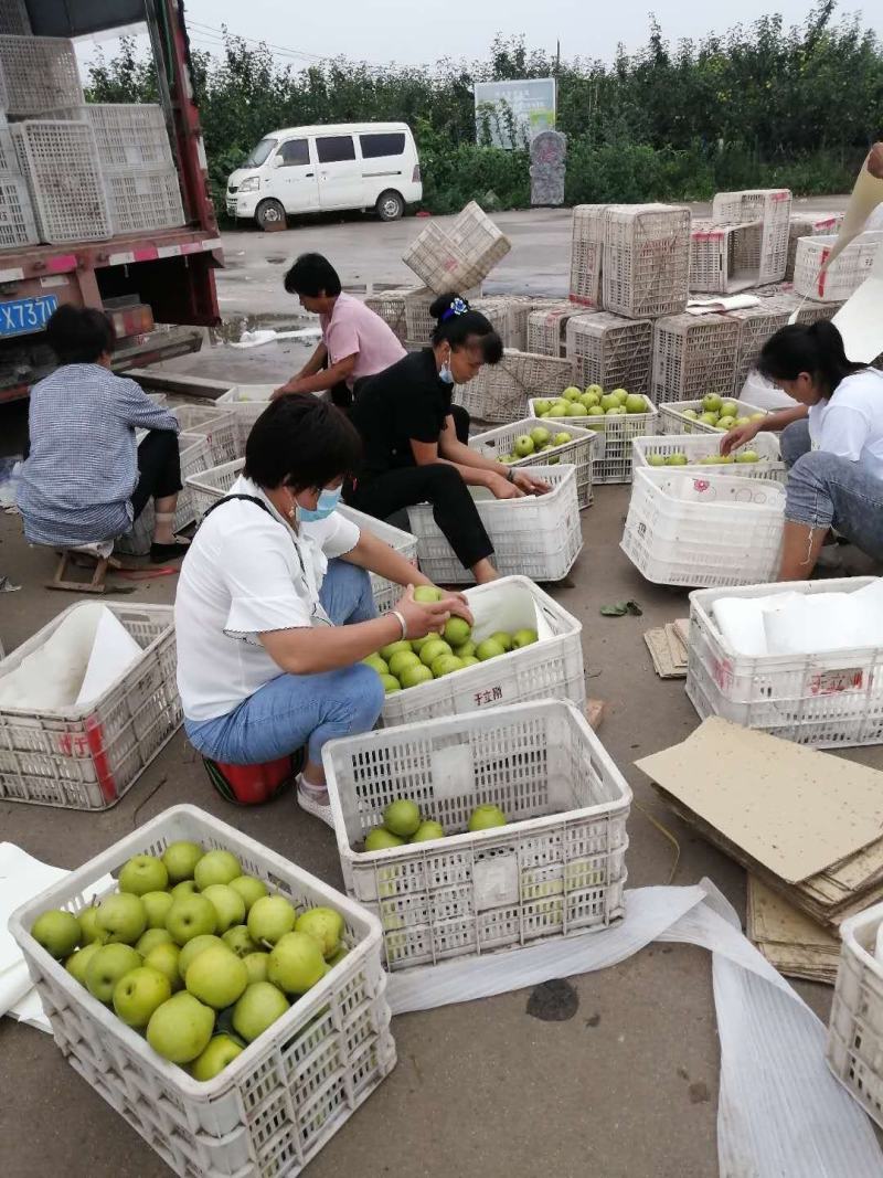 皇冠梨青果……河南省万亩果园产区