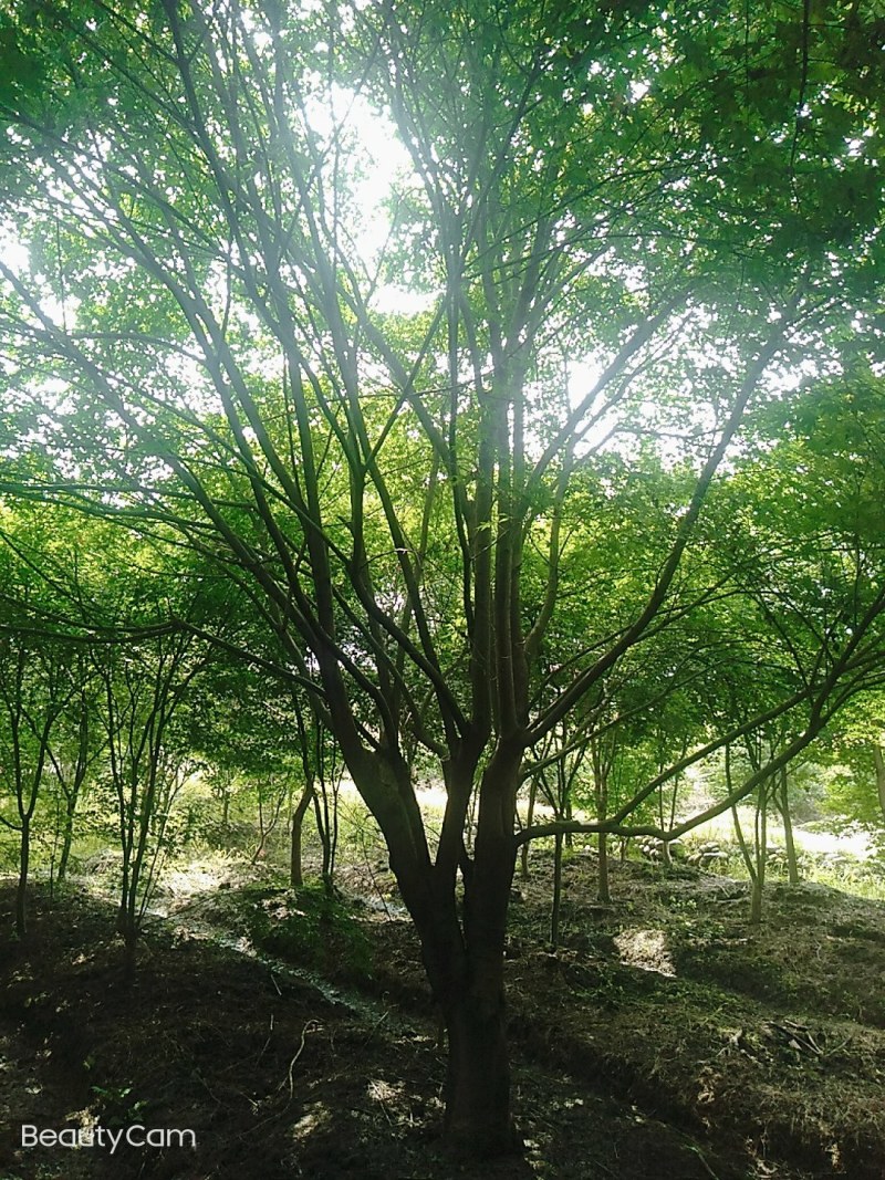 鸡爪槭原生苗，大量现货供应，诚信第一，非诚勿扰