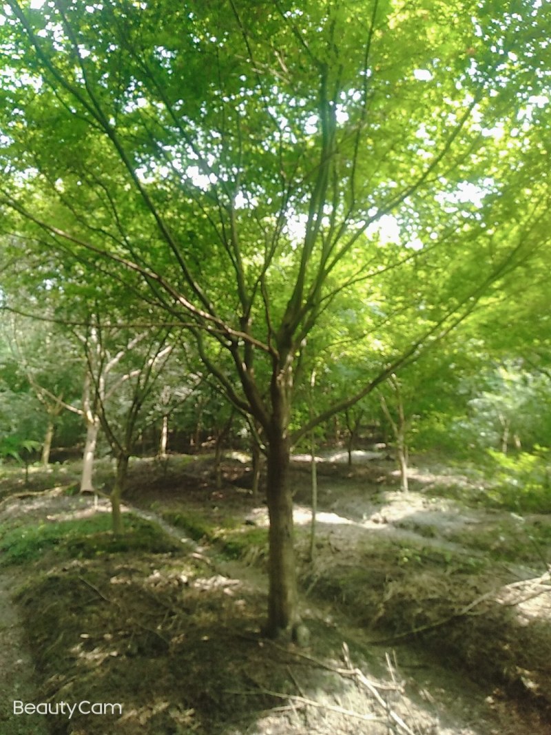 鸡爪槭原生苗，大量现货供应，诚信第一，非诚勿扰