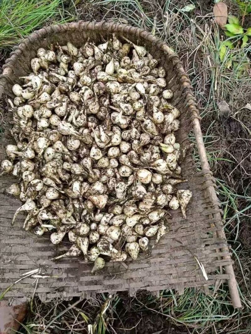 云南红河开远珍珠玉藠头