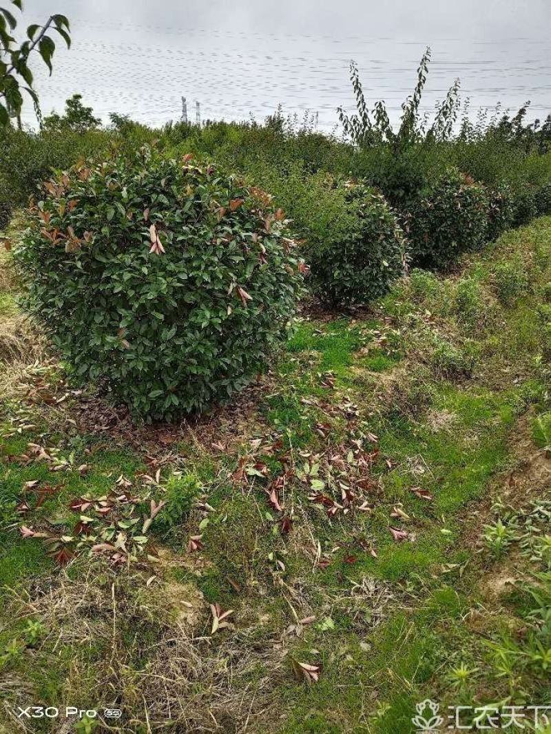 精品红叶石楠球，南京溧水基地，欢迎下单，量大从优