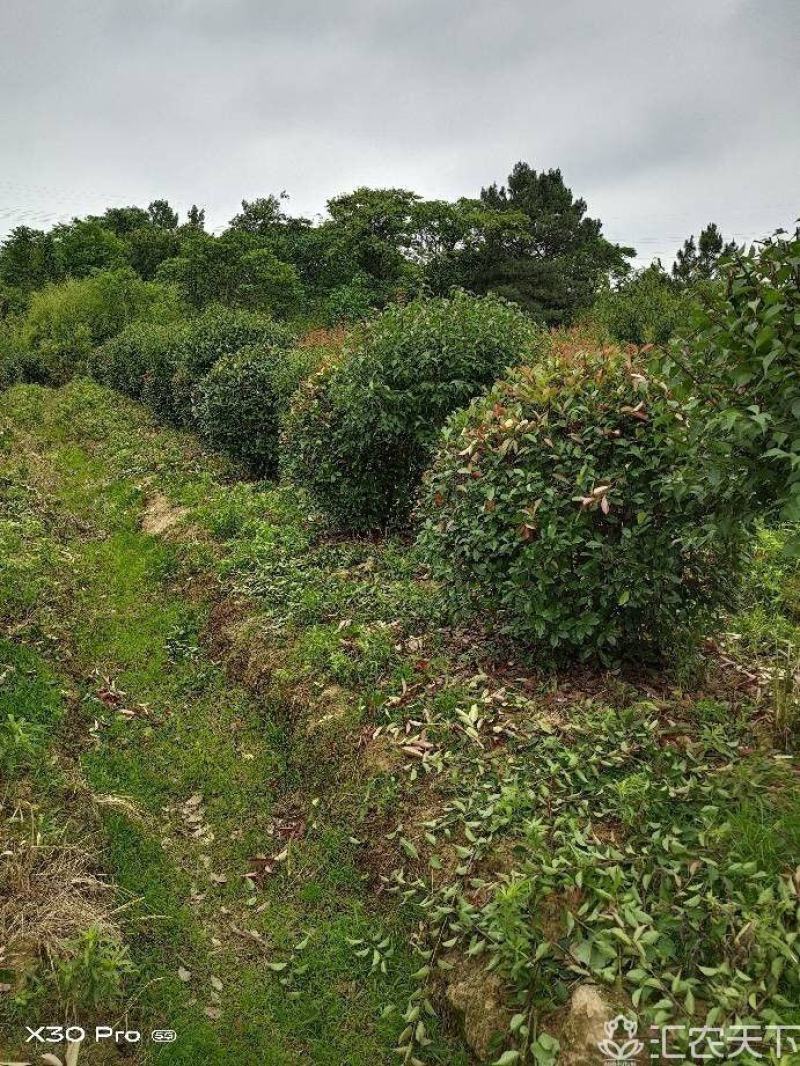 精品红叶石楠球，南京溧水基地，欢迎下单，量大从优
