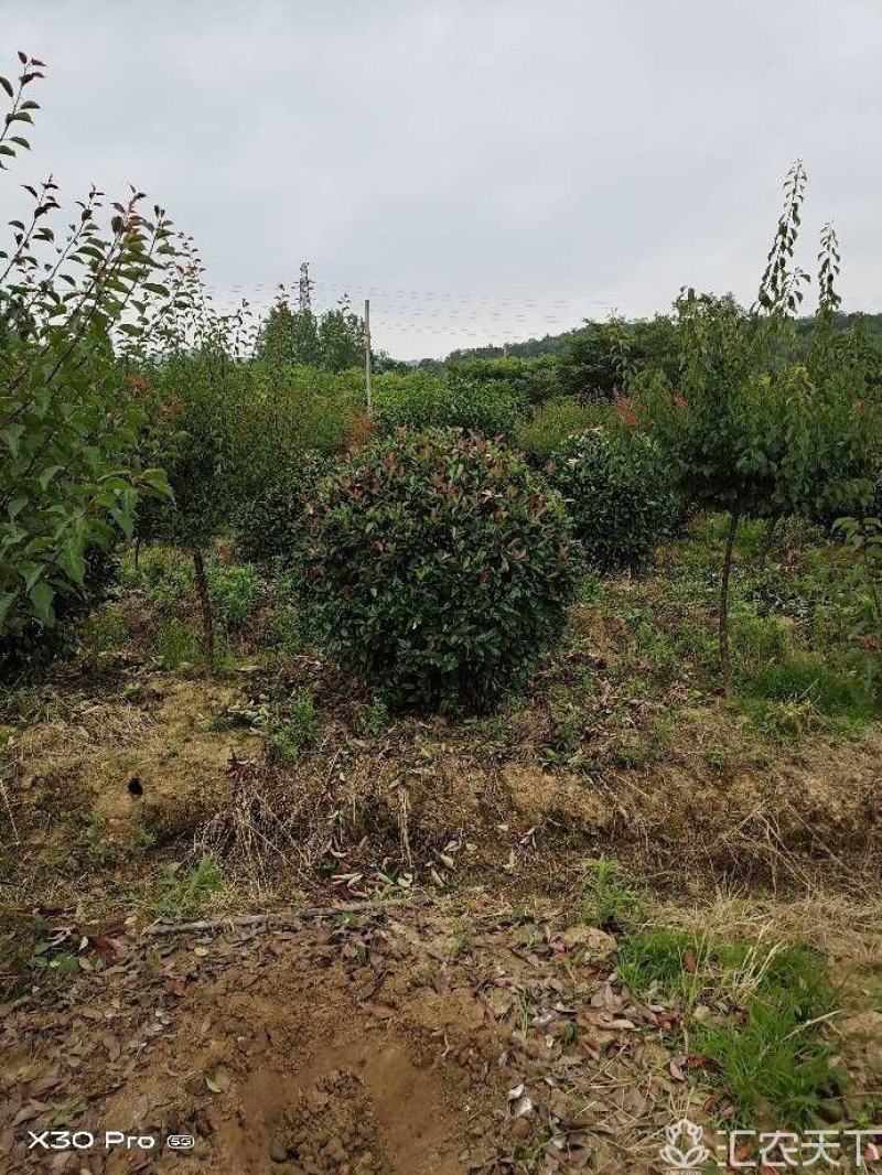 精品红叶石楠球，南京溧水基地，欢迎下单，量大从优