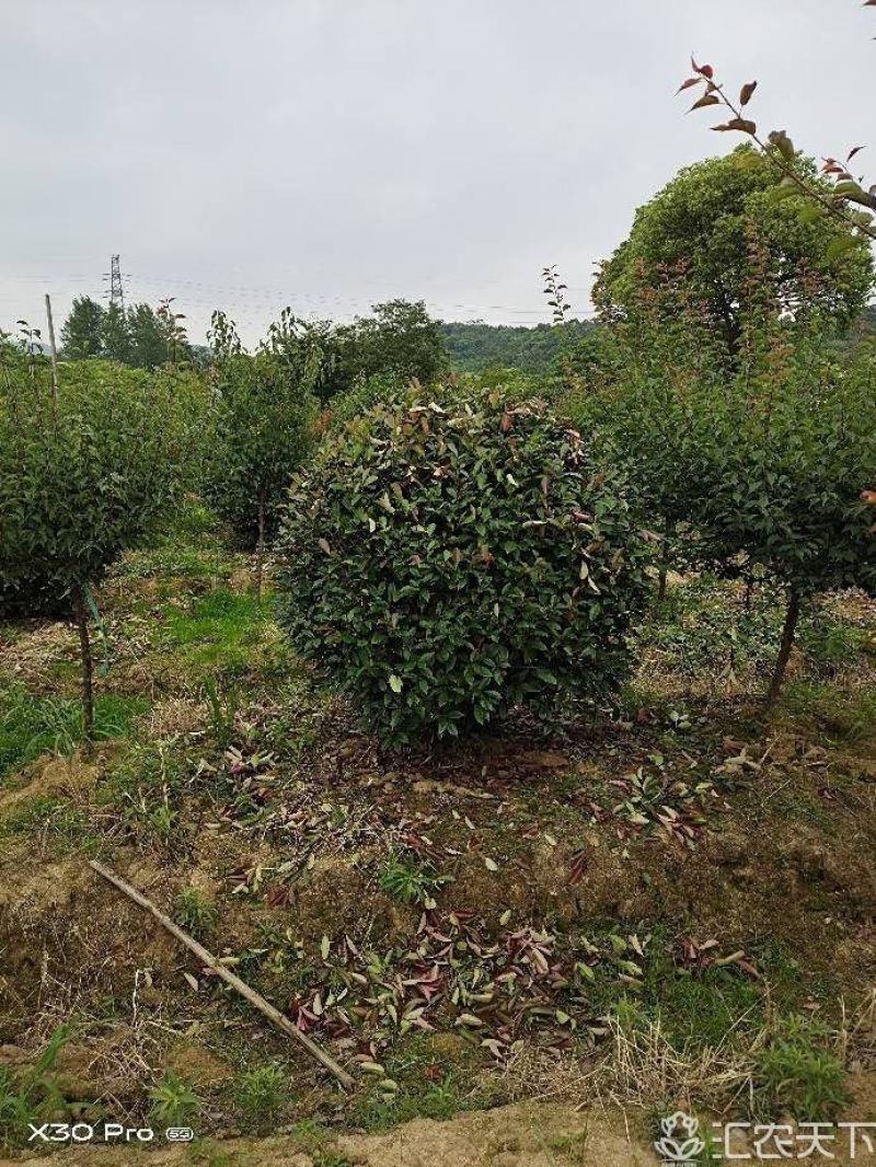 精品红叶石楠球，南京溧水基地，欢迎下单，量大从优