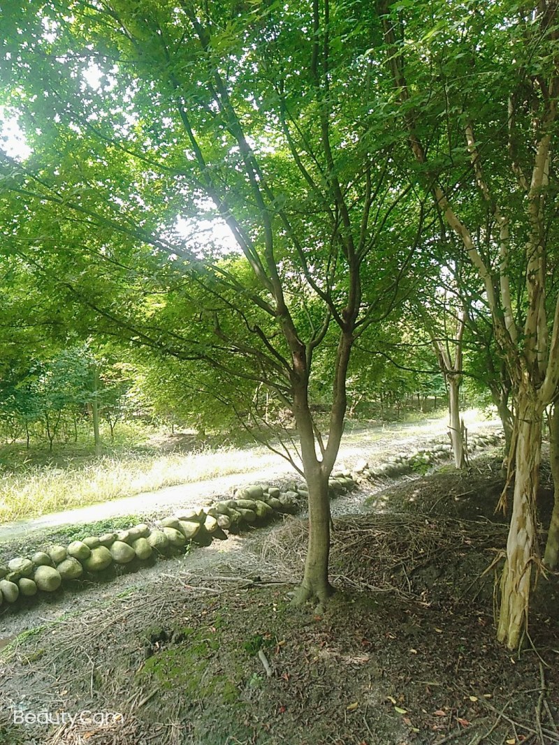 鸡爪槭原生苗，大量现货供应，诚信第一，非诚勿扰