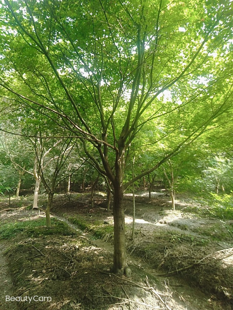 鸡爪槭原生苗，大量现货供应，诚信第一，非诚勿扰