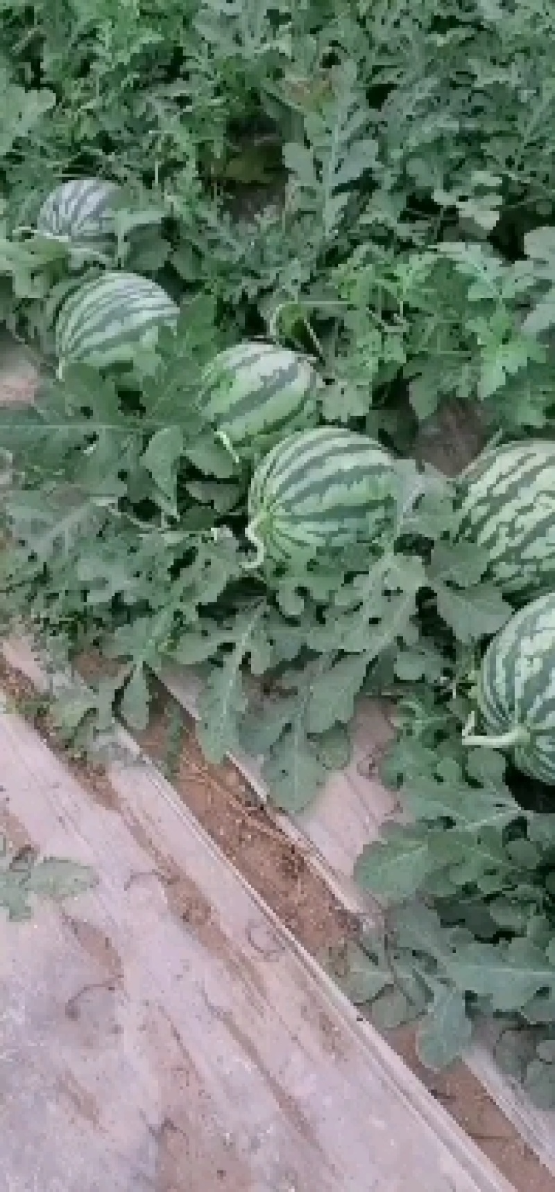 夏邑县大棚精品麒麟美都西瓜保证质量大吨位供应