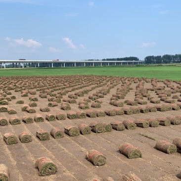 精品百慕大草坪/天堂草草坪，农户直销，全国发货