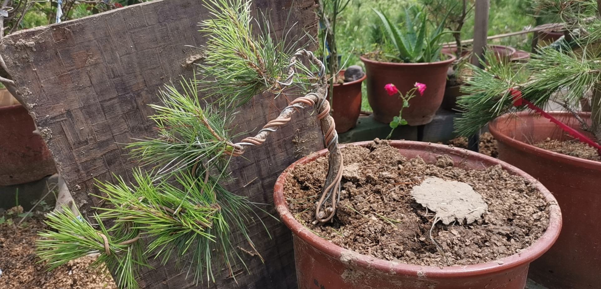 黑珍珠罗汉松四季养护管理流程图