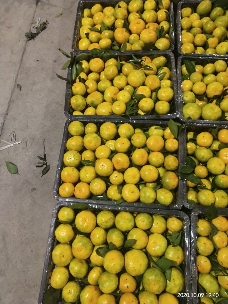 小叶橘果园直采皮薄多汁口感甜蜜水分足价格美丽