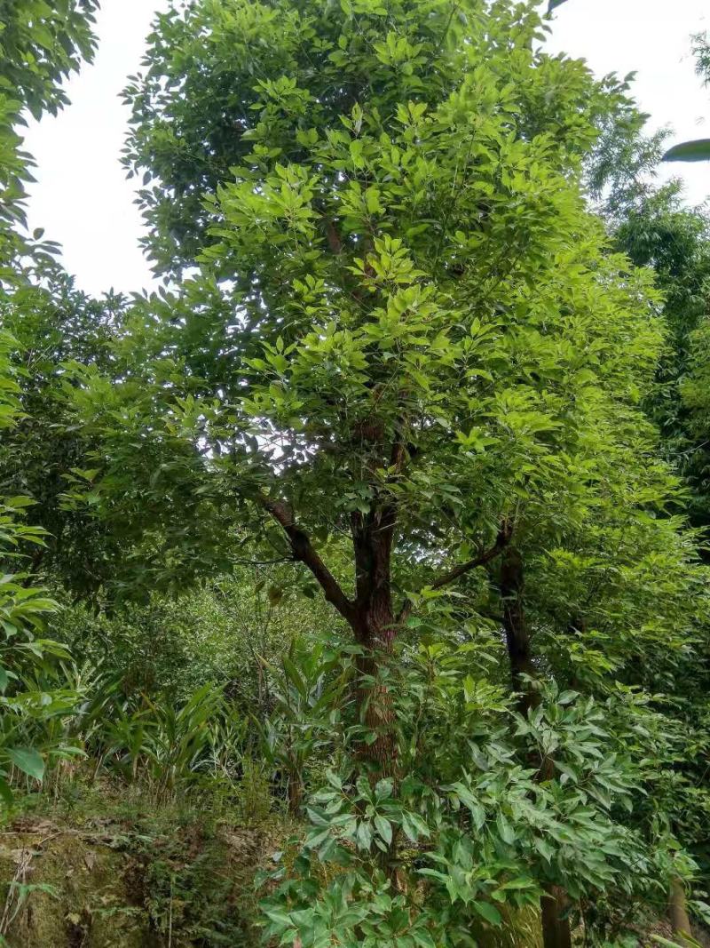 世界樟海，海量香樟树，各种规格各种树形应有尽有
