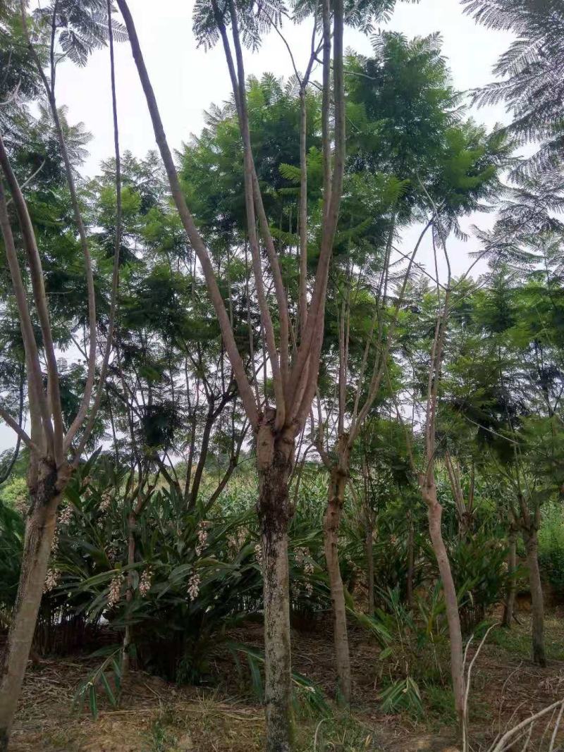 蓝花楹各种规格各种树形应有尽有哦期待来电