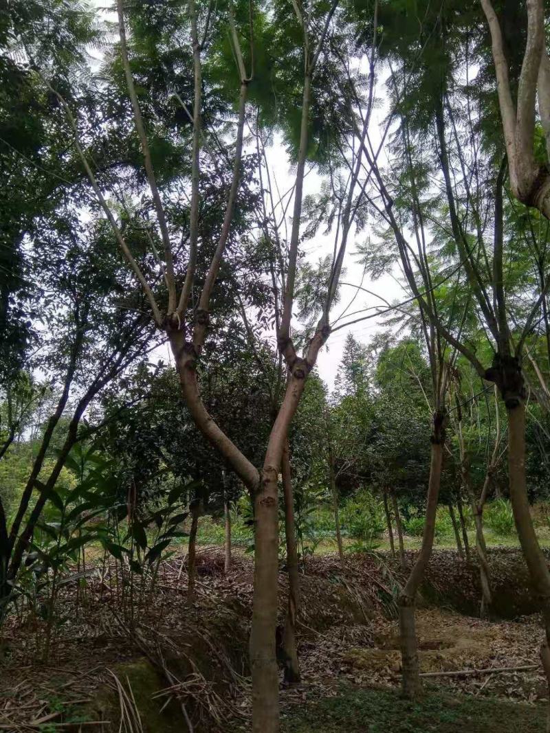 蓝花楹各种规格各种树形应有尽有哦期待来电
