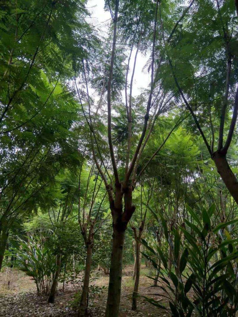 蓝花楹各种规格各种树形应有尽有哦期待来电