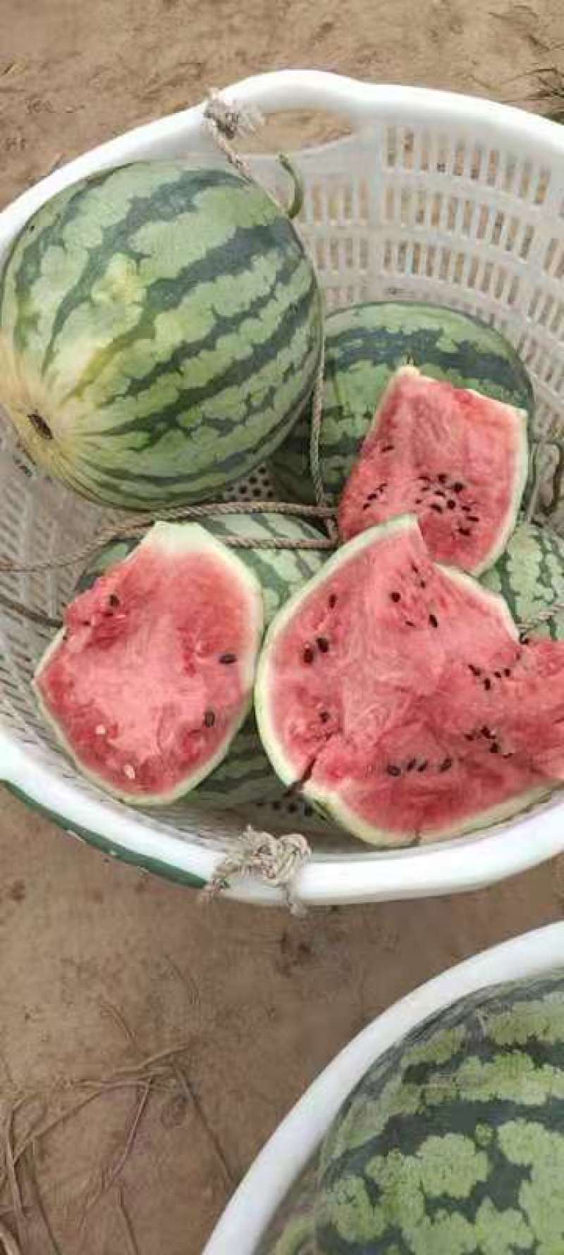 雷州大棚大黑籽精品美都西瓜，浙江人种植，熟度好甜度高