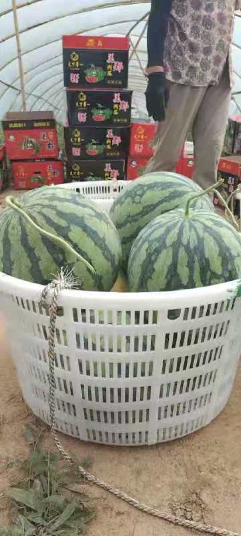 雷州大棚大黑籽精品美都西瓜，浙江人种植，熟度好甜度高