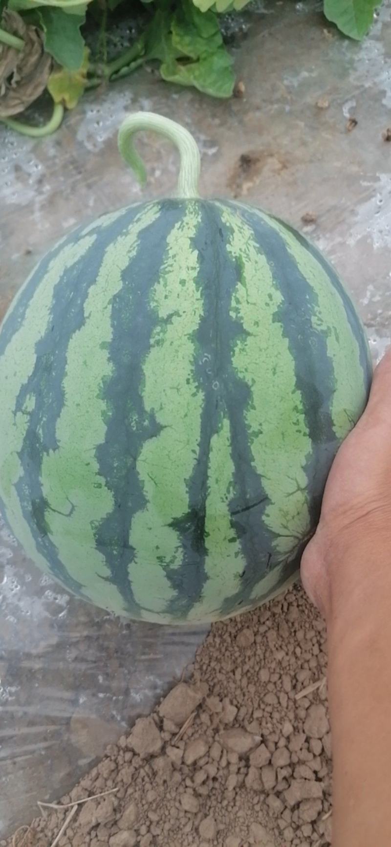 雷州大棚大黑籽精品美都西瓜，浙江人种植，熟度好甜度高