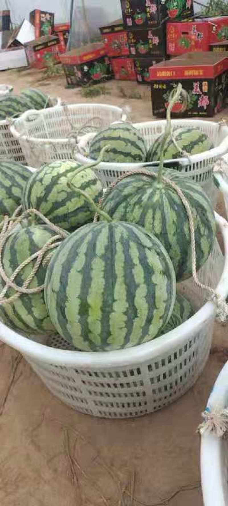 雷州大棚大黑籽精品美都西瓜，浙江人种植，熟度好甜度高