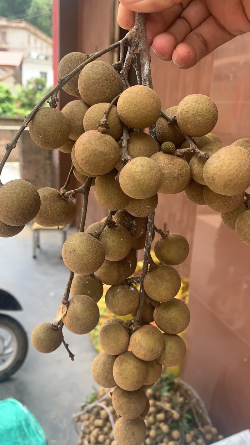 龙眼石硖