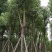 香樟树，大叶香樟，小叶香樟