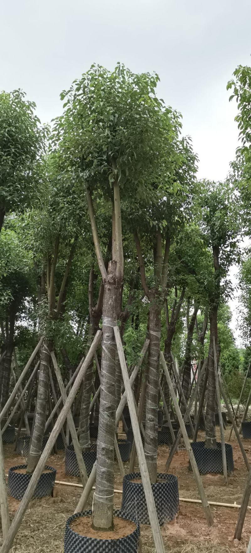 香樟树，大叶香樟，小叶香樟
