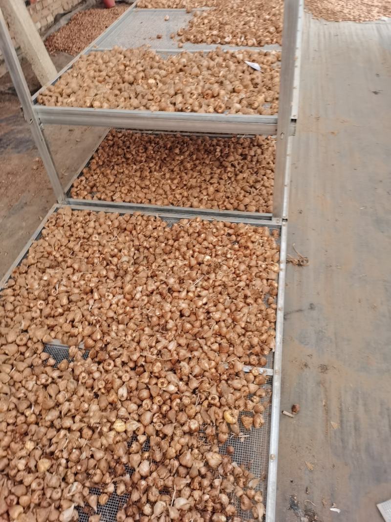 香雪兰种球十多个品种颜色质量上乘价格便宜