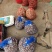 香雪兰种球十多个品种颜色质量上乘价格便宜