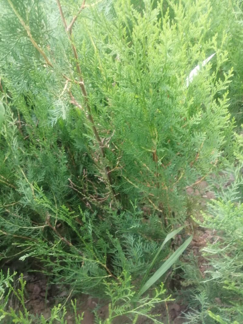 侧柏杯苗预订量大优惠