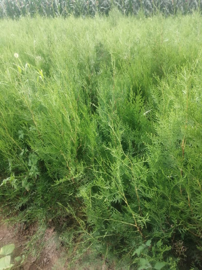 侧柏杯苗预订量大优惠