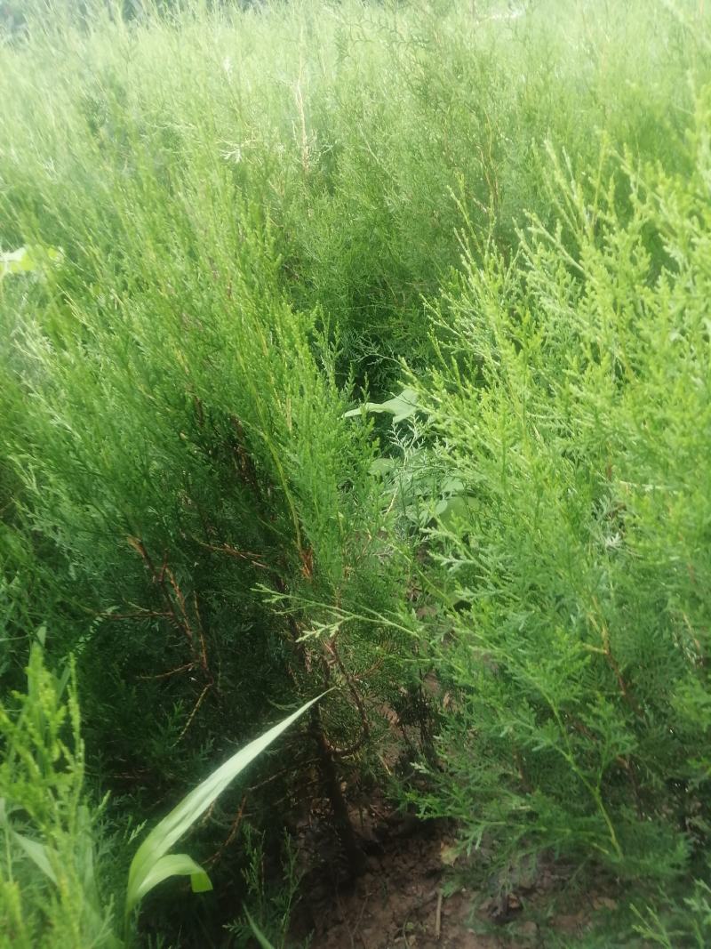 侧柏杯苗预订量大优惠