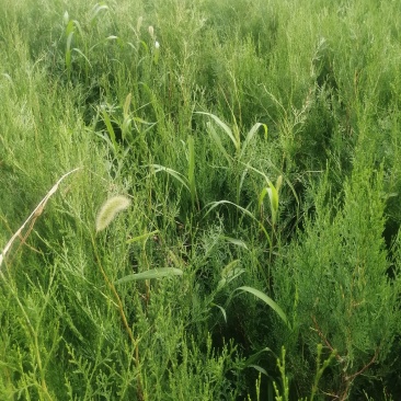侧柏杯苗预订量大优惠