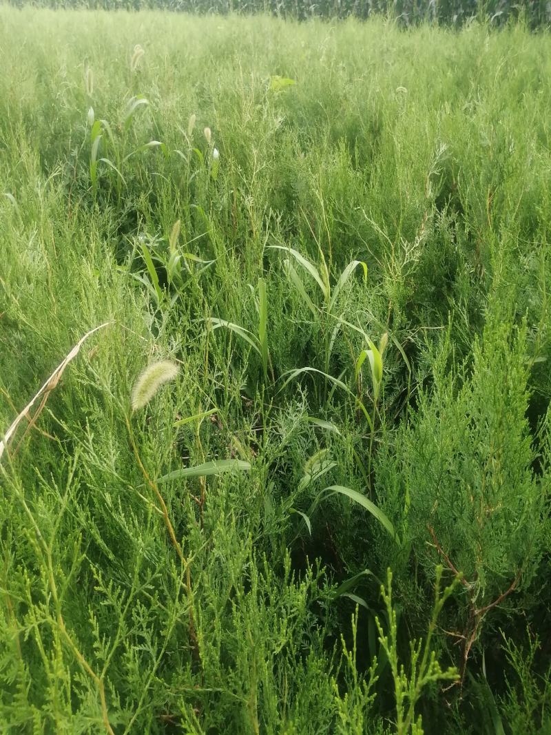 侧柏杯苗预订量大优惠