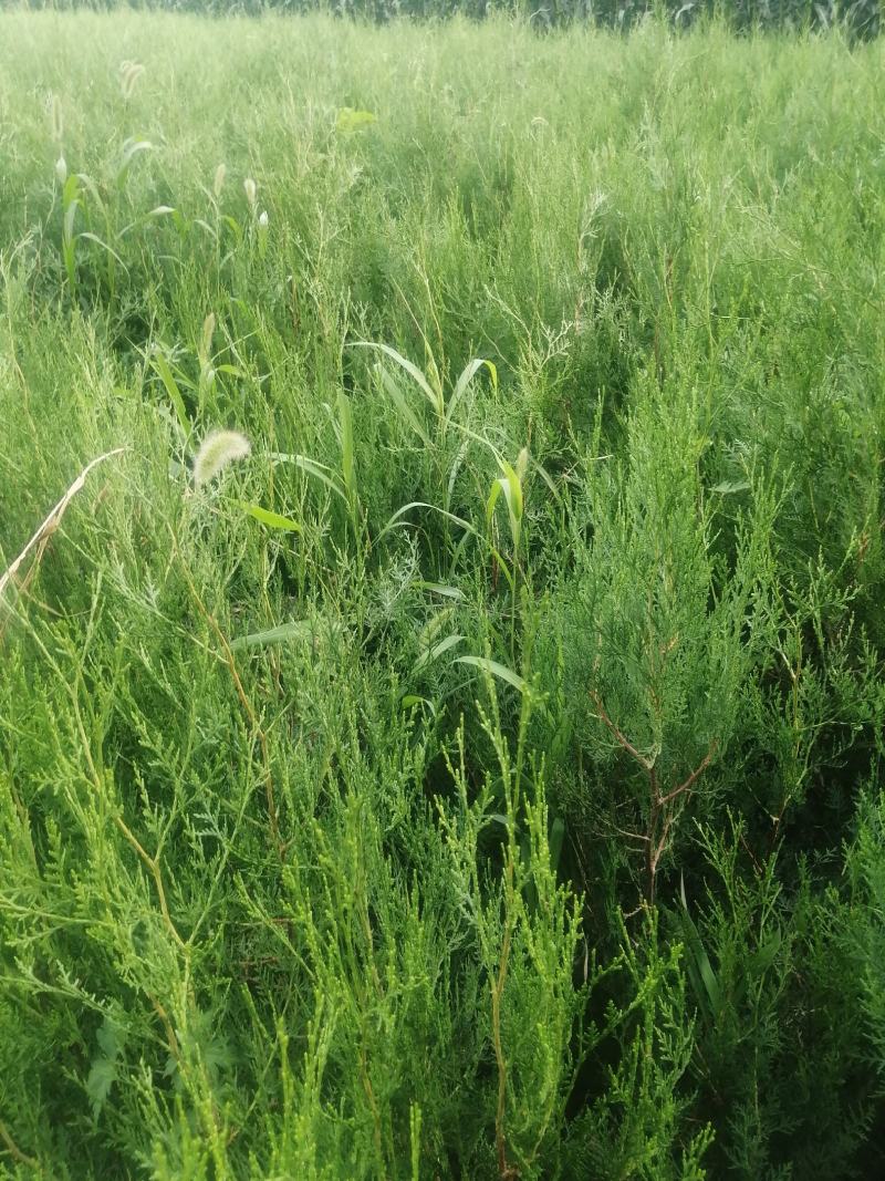 侧柏杯苗预订量大优惠