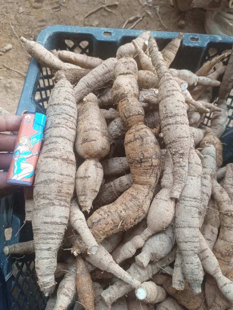 牛大力五年以上的分级薯牛大力陈仔五年大力薯野生泡酒料