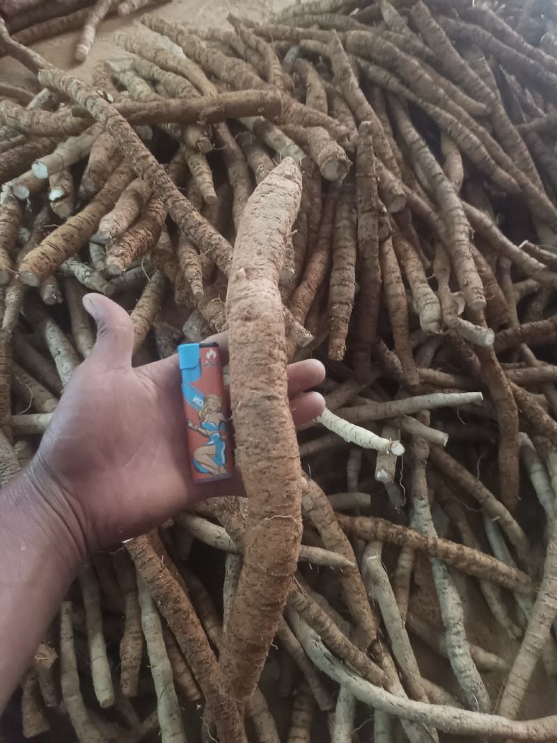 牛大力鲜货（只挖五年以上的大叶牛大力）都是按规格分好等级