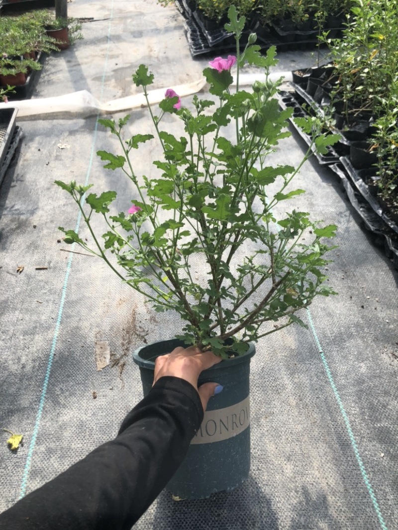 小木槿一加仑盆栽微草莓优雅女士可一件代发常年有货