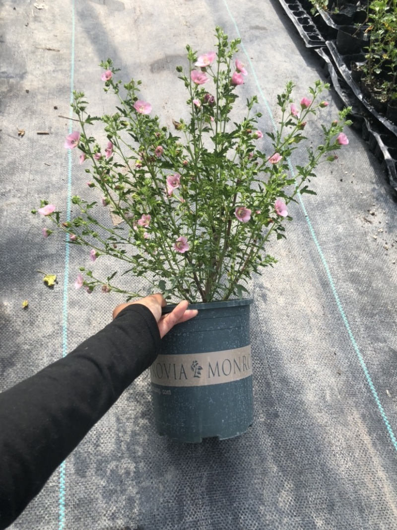 小木槿一加仑盆栽微草莓优雅女士可一件代发常年有货