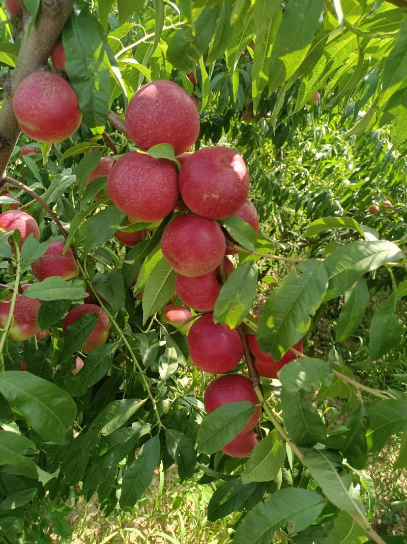 珍珠枣蜜桃产地陕西珍珠枣蜜桃基地价格珍珠枣蜜桃价格