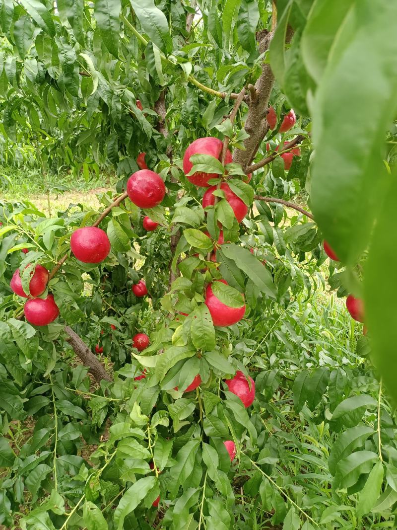 珍珠枣蜜桃产地陕西珍珠枣蜜桃基地价格珍珠枣蜜桃价格