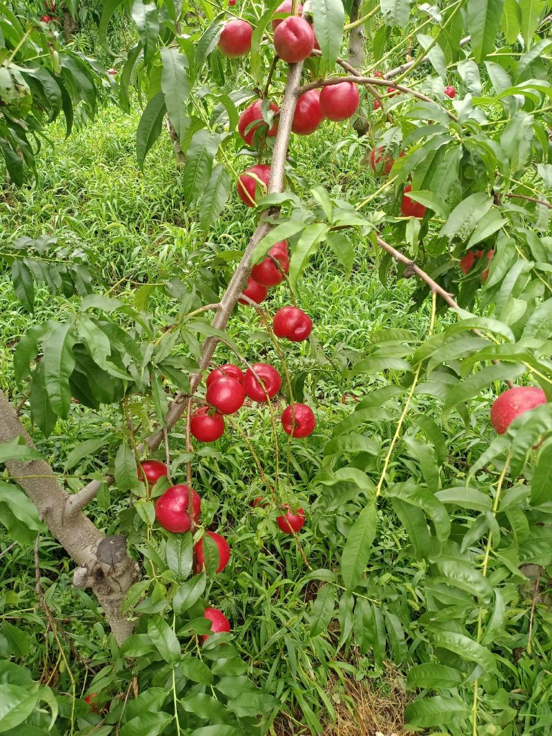 珍珠枣蜜桃产地陕西珍珠枣蜜桃基地价格珍珠枣蜜桃价格