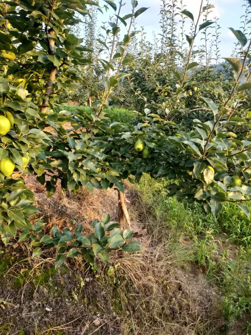 安山海城早酥梨大量上市香甜可口欢迎各位老板前来选购