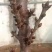 大樱桃一根棍樱桃苗——大樱桃密植早产栽培新理念