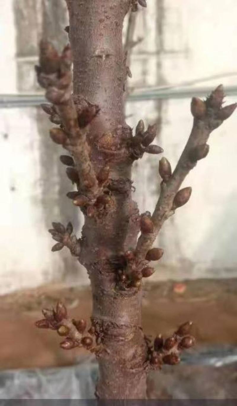 大樱桃一根棍樱桃苗——大樱桃密植早产栽培新理念