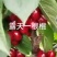 大樱桃一根棍樱桃苗——大樱桃密植早产栽培新理念
