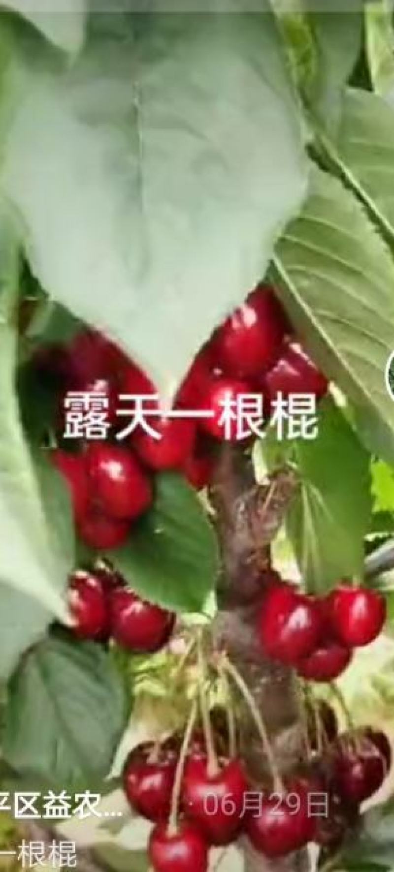 大樱桃一根棍樱桃苗——大樱桃密植早产栽培新理念