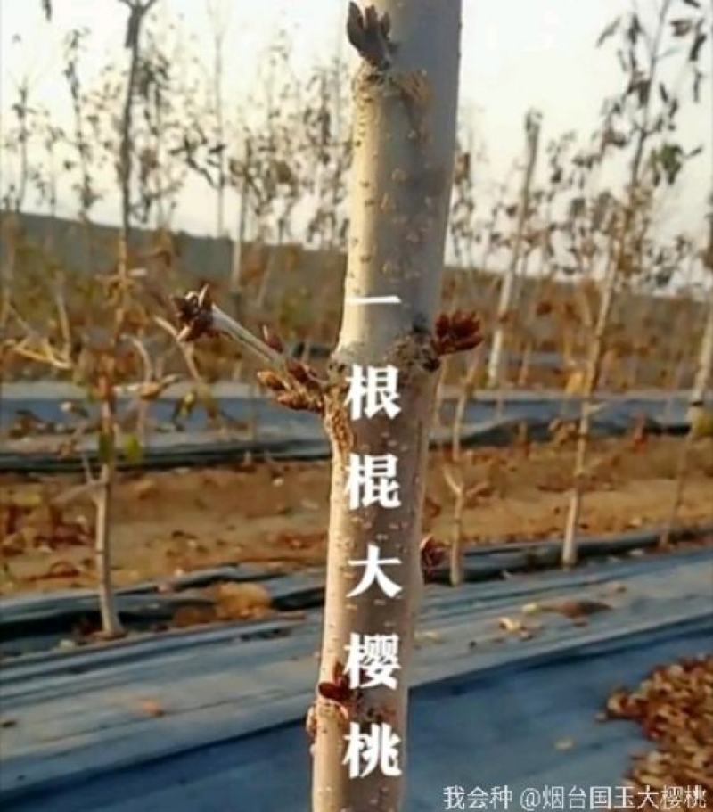 大樱桃一根棍樱桃苗——大樱桃密植早产栽培新理念
