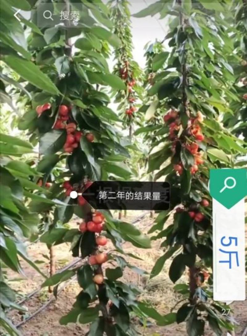 大樱桃一根棍樱桃苗——大樱桃密植早产栽培新理念