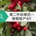 大樱桃一根棍樱桃苗——大樱桃密植早产栽培新理念
